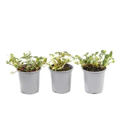 Vinca Collection 9 Vinca Collection -Verdant Vibes Zone 511467 4