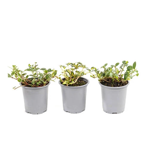 Vinca Collection 5 Vinca Collection - Image 5