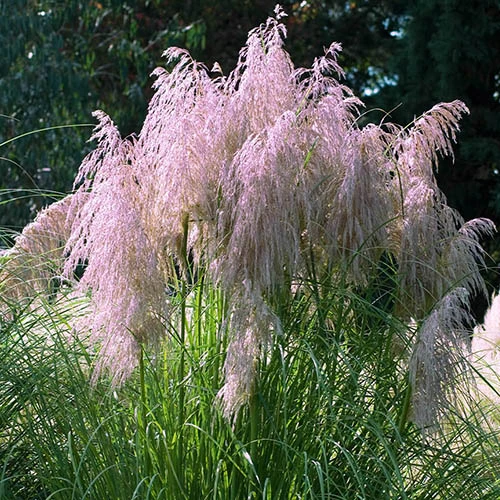 Pink Pampas Grass - Cortaderia Selloana ?Rosea? 2 Pink Pampas Grass - Cortaderia Selloana ?Rosea? - Image 2