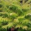 Rhus Typhina ?Tiger Eyes?