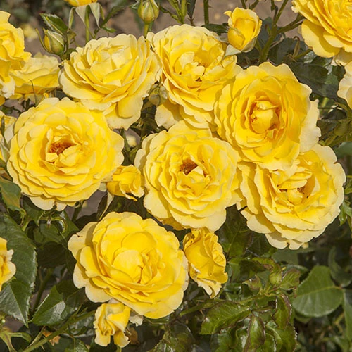 Gift Rose 'Golden Wedding' 1 Gift Rose 'Golden Wedding'
