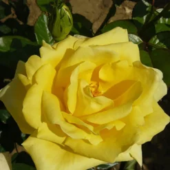 Gift Rose 'Golden Wedding' 7 Gift Rose 'Golden Wedding' -Verdant Vibes Zone 530002 2