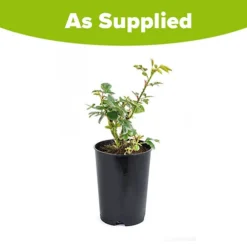 Gift Rose 'Golden Wedding' 9 Gift Rose 'Golden Wedding' -Verdant Vibes Zone 530002 4