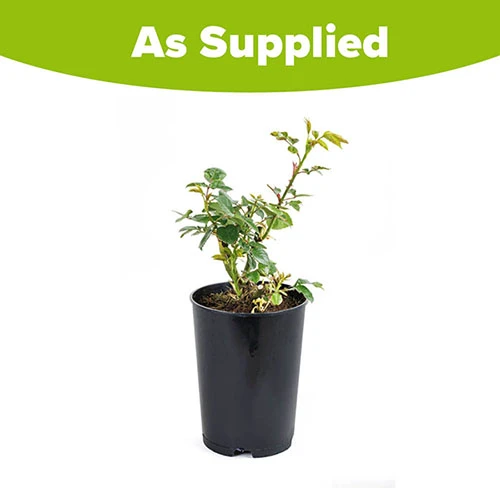 Gift Rose 'Golden Wedding' 5 Gift Rose 'Golden Wedding' - Image 5