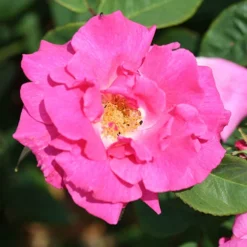 Climbing Rose Bare Root Collection 7 Climbing Rose Bare Root Collection -Verdant Vibes Zone 530010 2