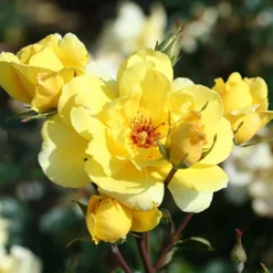 Climbing Rose Bare Root Collection 8 Climbing Rose Bare Root Collection -Verdant Vibes Zone 530010 3