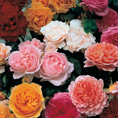 Classic 'Old English' Shrub Rose Collection 1 Classic 'Old English' Shrub Rose Collection