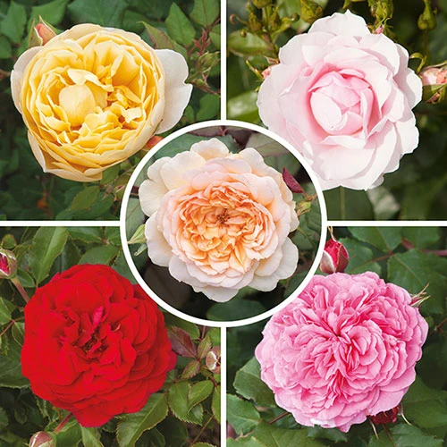 Classic 'Old English' Shrub Rose Collection 2 Classic 'Old English' Shrub Rose Collection - Image 2