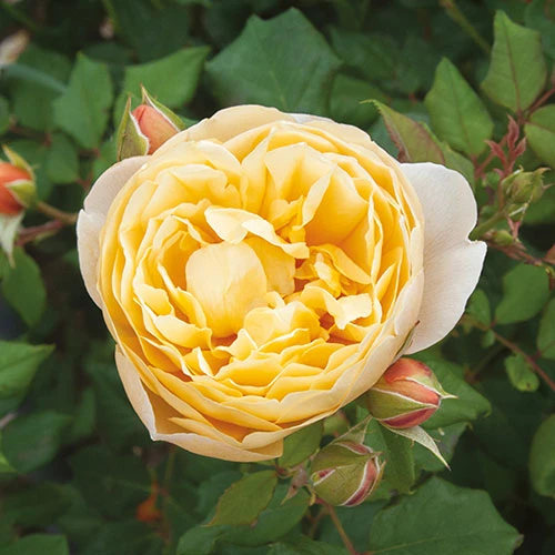Classic 'Old English' Shrub Rose Collection 3 Classic 'Old English' Shrub Rose Collection - Image 3
