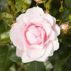 Classic 'Old English' Shrub Rose Collection 10 Classic 'Old English' Shrub Rose Collection -Verdant Vibes Zone 530022 3