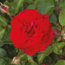 Classic 'Old English' Shrub Rose Collection 11 Classic 'Old English' Shrub Rose Collection -Verdant Vibes Zone 530022 4