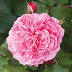 Classic 'Old English' Shrub Rose Collection 12 Classic 'Old English' Shrub Rose Collection -Verdant Vibes Zone 530022 5