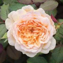 Classic 'Old English' Shrub Rose Collection 13 Classic 'Old English' Shrub Rose Collection -Verdant Vibes Zone 530022 6