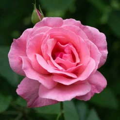 Rose Queen Elizabeth 8 Rose Queen Elizabeth -Verdant Vibes Zone 530026 3