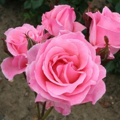 Rose Queen Elizabeth 9 Rose Queen Elizabeth -Verdant Vibes Zone 530026 4