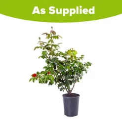 Rose 'Hot Chocolate' 9 Rose 'Hot Chocolate' -Verdant Vibes Zone 530056 4