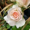 Rose 'Chandos Beauty' ®