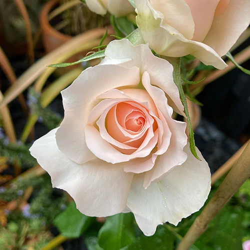 Rose 'Chandos Beauty' ® 1 Rose 'Chandos Beauty' ®