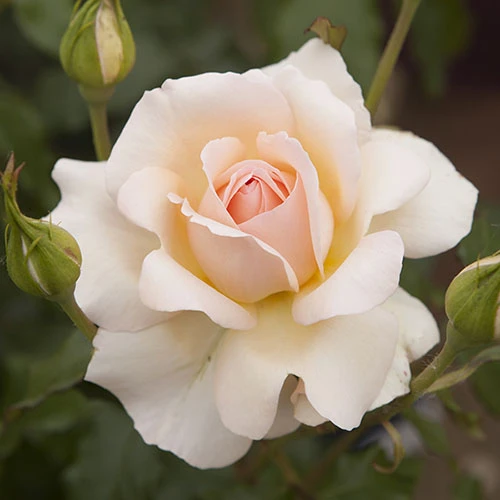Rose 'Chandos Beauty' ® 3 Rose 'Chandos Beauty' ® - Image 3