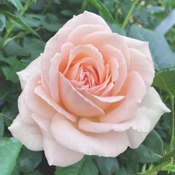Rose 'Chandos Beauty' ® 9 Rose 'Chandos Beauty' ® -Verdant Vibes Zone 530069 4