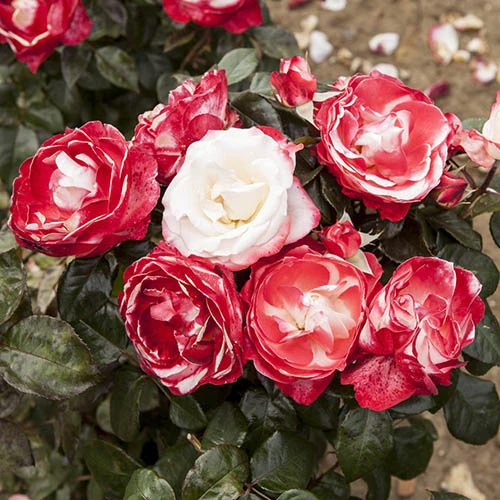 Rose 'Nostalgia' 2 Rose 'Nostalgia' - Image 2