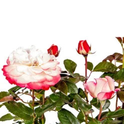 Rose 'Nostalgia' 14 Rose 'Nostalgia' -Verdant Vibes Zone 530171 6