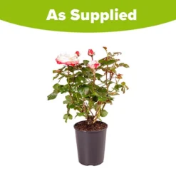 Rose 'Nostalgia' 15 Rose 'Nostalgia' -Verdant Vibes Zone 530171 7