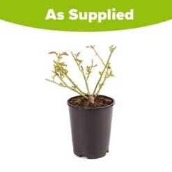 Rose 'Iceberg' -Verdant Vibes Zone 530179 2