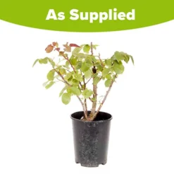 Rose 'Rhapsody In Blue' 8 Rose 'Rhapsody In Blue' -Verdant Vibes Zone 530182 3