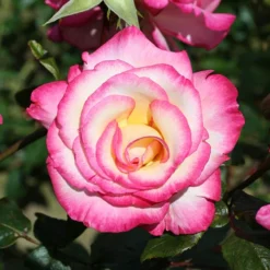 Climbing Rose 'Handel'