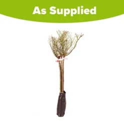 Patio Standard Roses Collection -Verdant Vibes Zone 530199 5