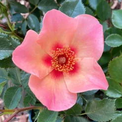 Rose Of The Year 2015 'For Your Eyes Only' 5 Rose Of The Year 2015 'For Your Eyes Only' -Verdant Vibes Zone 530200 2