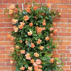 Rose 'Scent From Heaven' 6 Rose 'Scent From Heaven' -Verdant Vibes Zone 530239 2
