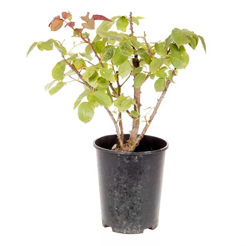 Rose 'Scent From Heaven' 4 Rose 'Scent From Heaven' - Image 4