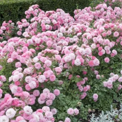 'Classic' Groundcover Rose Collection 7 'Classic' Groundcover Rose Collection -Verdant Vibes Zone 530247 2