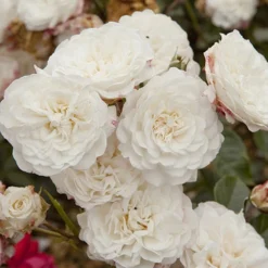 'Classic' Groundcover Rose Collection 8 'Classic' Groundcover Rose Collection -Verdant Vibes Zone 530247 3