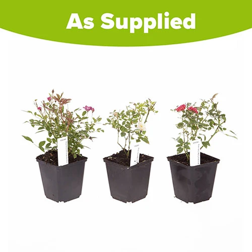 'Classic' Groundcover Rose Collection 5 'Classic' Groundcover Rose Collection - Image 5