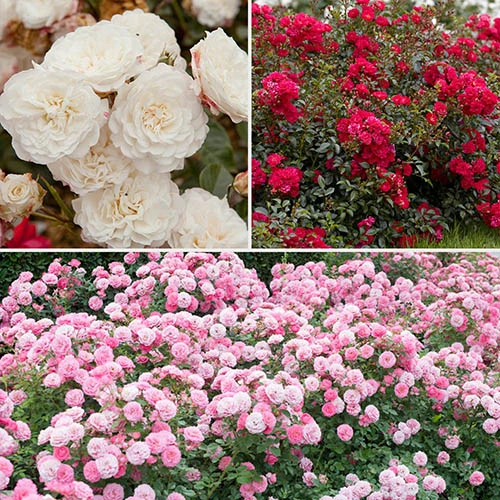 6 X Groundcover Roses 1 6 X Groundcover Roses