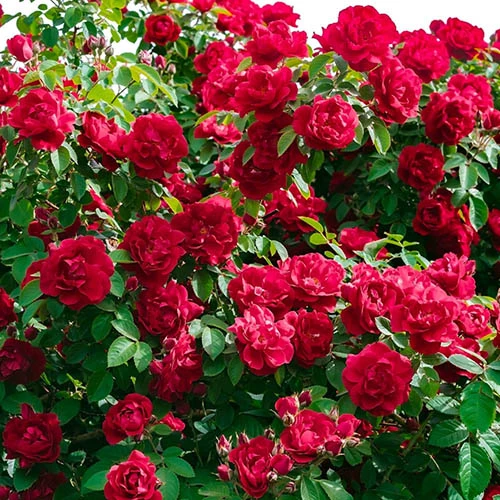 6 X Groundcover Roses 2 6 X Groundcover Roses - Image 2