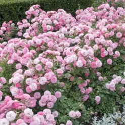 6 X Groundcover Roses 8 6 X Groundcover Roses -Verdant Vibes Zone 530262 2
