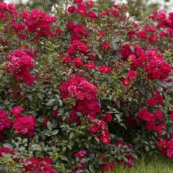 6 X Groundcover Roses 11 6 X Groundcover Roses -Verdant Vibes Zone 530262 5