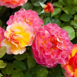 Rose Gorgeous 12 Rose Gorgeous -Verdant Vibes Zone 530311 4