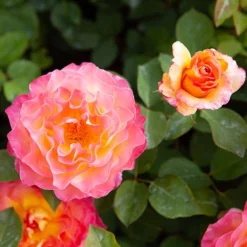 Rose Gorgeous 13 Rose Gorgeous -Verdant Vibes Zone 530311 5