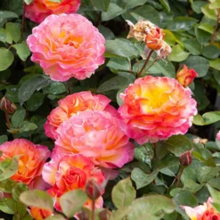 Rose Gorgeous 14 Rose Gorgeous -Verdant Vibes Zone 530311 6