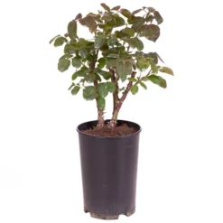 Rose Gorgeous 15 Rose Gorgeous -Verdant Vibes Zone 530311 7