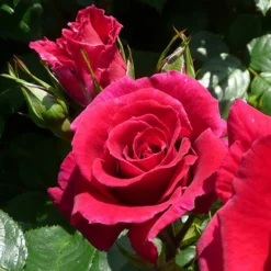 Rose Of The Year 2018 'Lovestruck' -Verdant Vibes Zone 530312 2