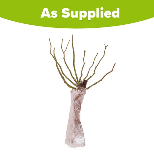 Rose 'Abracadabra' 2 Rose 'Abracadabra' - Image 2