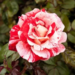 Rose 'Raspberry Ripple' (Papageno)