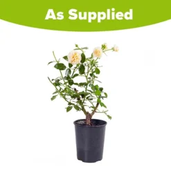 Rose 'Raspberry Ripple' (Papageno) 5 Rose 'Raspberry Ripple' (Papageno) -Verdant Vibes Zone 530345 2