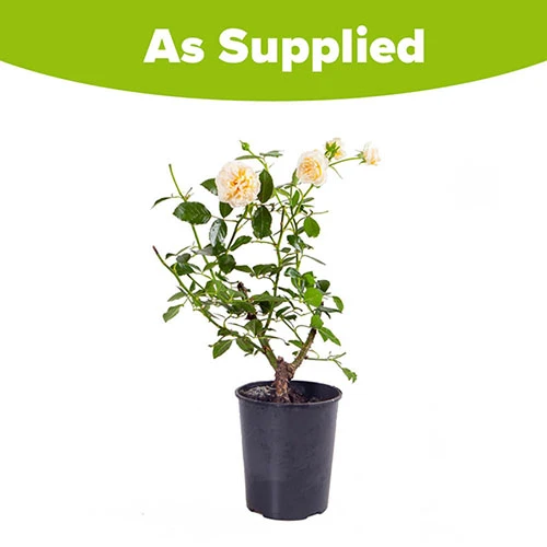 Rose 'Raspberry Ripple' (Papageno) 3 Rose 'Raspberry Ripple' (Papageno) - Image 3